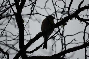 Common Chaffinch (Fringilla coelebs) in profile view, resting on branch, photographed as dark silhouette.