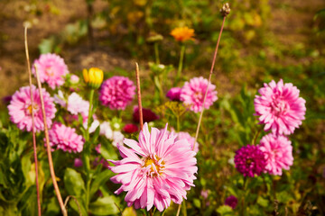 Aster, Aster L., Aster chiński, aster zwyczajny, gwiazdosz chiński, Callistephus chinensis (L.) Nees, kwiat, ogród © Marcin Łazarczyk