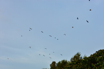 Birds Flying Silhouetted Against Blue Sky with Clouds