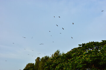 Birds Flying Silhouetted Against Blue Sky with Clouds
