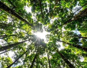 Obraz premium Sunlight filtering through a dense forest canopy