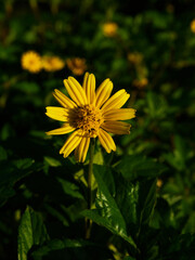 yellow dandelion flower