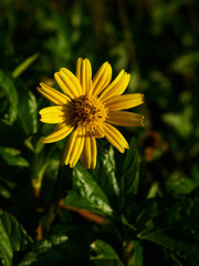 yellow flower in the sun