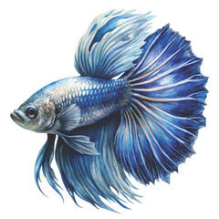 Fototapeta premium fighting fish Betta fish clipart watercolor white background