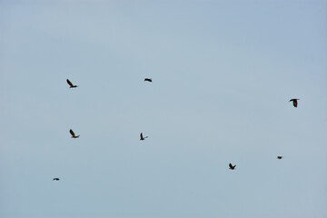 Birds Flying Silhouetted Against Blue Sky with Clouds