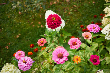 Cynia, jakobinka,Zinnia L.