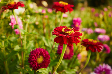 Cynia, jakobinka,Zinnia L.