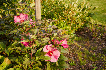Hibiskus palustris, Hibiscus moscheutos, Hibiskus bagienny © Marcin Łazarczyk