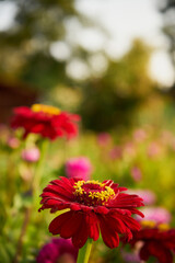 Cynia, jakobinka,Zinnia L. © Marcin Łazarczyk