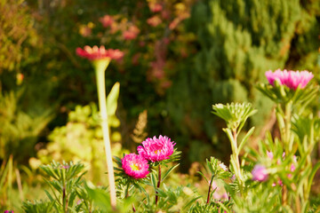 Aster, Aster L., Aster chiński, aster zwyczajny, gwiazdosz chiński, Callistephus chinensis (L.) Nees, kwiat, ogród © Marcin Łazarczyk