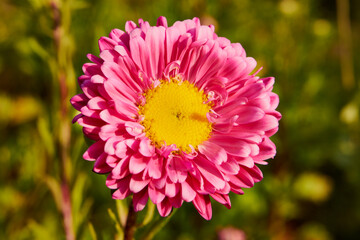 Aster, Aster L., Aster chiński, aster zwyczajny, gwiazdosz chiński, Callistephus chinensis (L.) Nees, kwiat, ogród © Marcin Łazarczyk