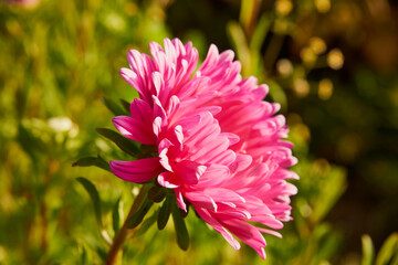 Aster, Aster L., Aster chiński, aster zwyczajny, gwiazdosz chiński, Callistephus chinensis (L.) Nees, kwiat, ogród © Marcin Łazarczyk