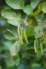 Black alder sticky tree birch family inflorescences catkins flora nature