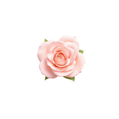 Delicate Pink Rose with Soft Petals Against a Transparent Background