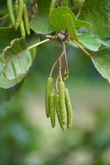 Black alder sticky tree birch family inflorescences catkins flora nature