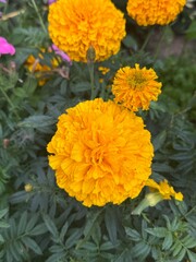 orange chrysanthemum flower