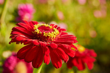 Cynia, jakobinka,Zinnia L.