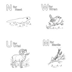 Animal alphabet coloring page with newt, wren, urial, and mantis isolated on white background