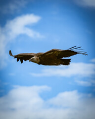 eagle in flight