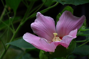 Fototapeta premium 日本の美を象徴する花