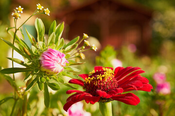 Cynia, jakobinka,Zinnia L.