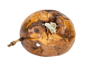 Rotten wrinkled apple fruit with mold spots and bruises, shriveled skin showing decay and food spoilage concept on isolated background