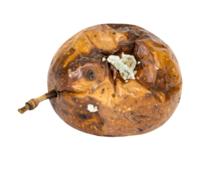 Rotten wrinkled apple fruit with mold spots and bruises, shriveled skin showing decay and food spoilage concept on isolated background
