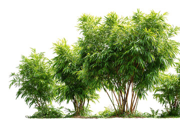 Vibrant green bamboo plants with lush foliage, a symbol of tranquility and natural beauty, perfect for design projects and serene landscapes