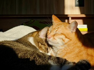 A ginger cat and a tabby cat are snuggled together, napping in warm afternoon sunlight. This heartwarming close-up captures a tender moment of pure affection and a peaceful feline companionship.