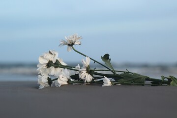 Flores brancas ofertadas aos orix&aacute;s na umbanda
flowers offered to the orishas in umbanda ritual