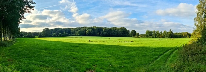 Green grass field with forest and sunny sky