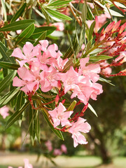 Blooming pink oleanders in a summer garden in the Mediterranean