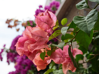 Blooming pink oleanders in a tropical park on the Mediterranean