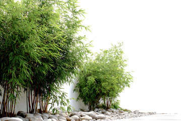 Vibrant bamboo plants with lush green leaves and natural stone accents create a serene, zen-like atmosphere for peaceful spaces
