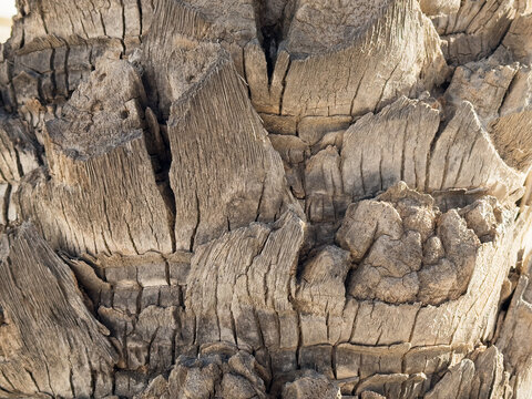 Palm trunk bark detail, natural textured background