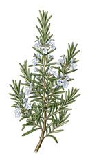 Fototapeta premium Illustration of a rosemary branch with leaves and small white flowers.