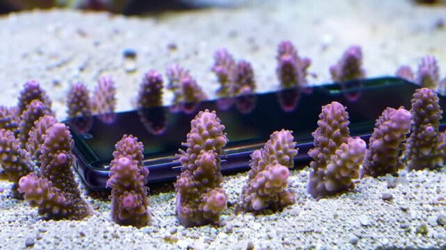 Coral fragments surrounding object in underwater scene on sand