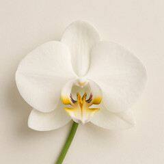 White orchid flower on beige background