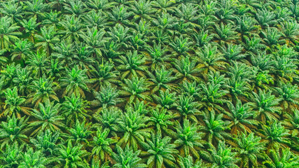 Aerial view palm tree for industrial plant, manufacturing products background. Farm power plant....