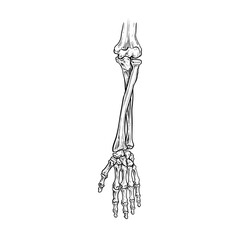 hand skeleton bone vector line art hand drawn illustration	