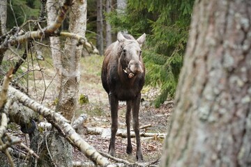 Fototapeta premium Moose in the Forest