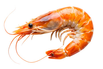 Single cooked shrimp against a dark background