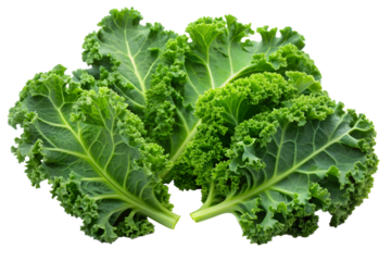 Fresh green curly kale leaves against black background