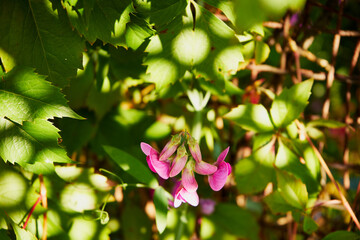 groszek szerokolistny, lathyrus latifolius l.