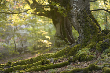 Fototapeta premium Old beech forest in Germany called 