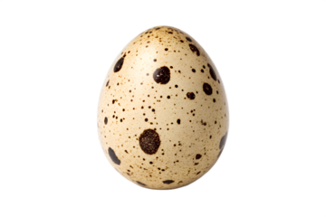 Speckled bird egg on black background