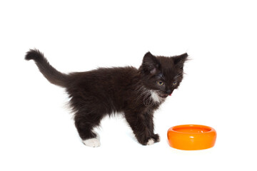 Small black kitten stands over an empty bowl