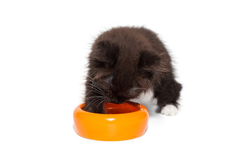 Small black kitten stands over an empty bowl .
