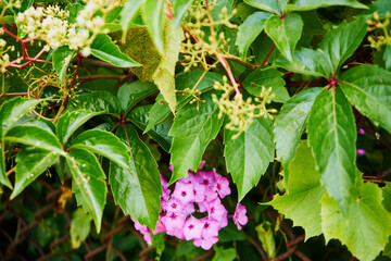 Floks, płomyk, Phlox © Marcin Łazarczyk