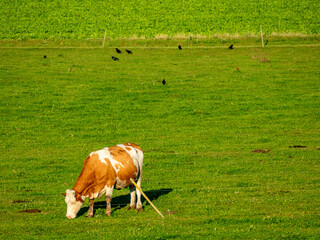 Kühe grasen auf der Weide